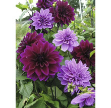 Nahaufnahme von lila und bordeauxfarbenen Dahlienblüten im Garten