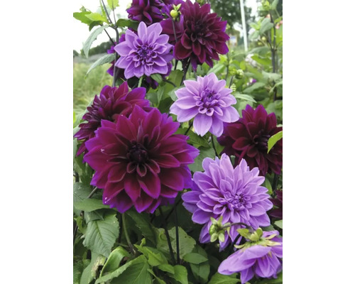 Nahaufnahme von lila und bordeauxfarbenen Dahlienblüten im Garten