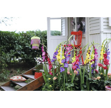 Dekorativer Garten mit Gladiolen, Sitzgelegenheit und Treppe