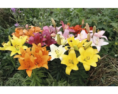 Verschiedenfarbige Lilien in voller Blüte im Garten.