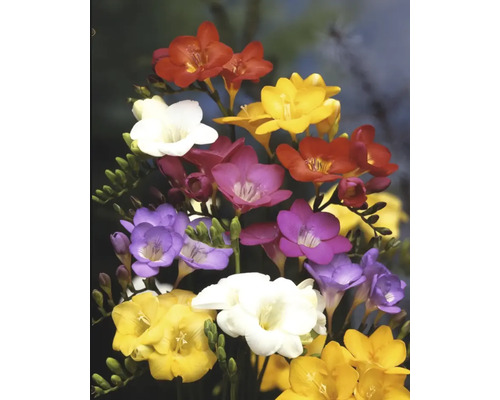 Strauss aus Freesien mit Blüten in verschiedenen Farben