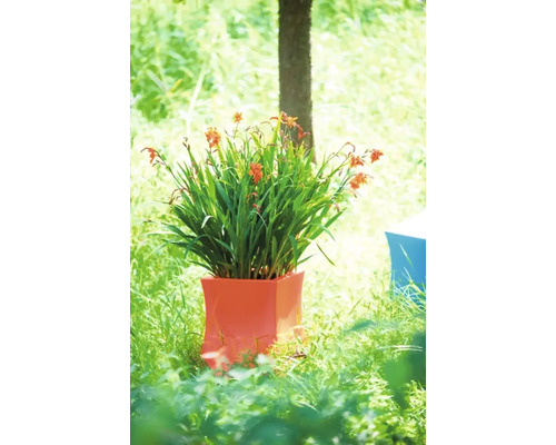 Blühende Crocosmia Pflanze im Pflanzgefäß im Garten