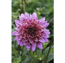 Nahaufnahme einer lila Dahlie im Garten