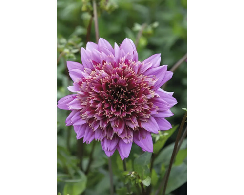 Nahaufnahme einer lila Dahlie im Garten