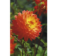 Nahaufnahme einer orangefarbenen Dahlie im Garten