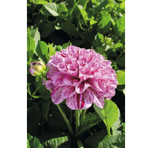 Nahaufnahme einer Dahlie mit gefleckten Blütenblättern vor grünem Laub