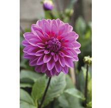 Nahaufnahme einer pinkfarbenen Dahlie im Garten.