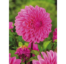 Nahaufnahme einer rosa Dahlienblüte im Garten.