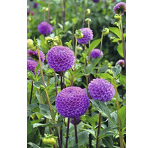 Nahaufnahme von lila Dahlien im Garten.