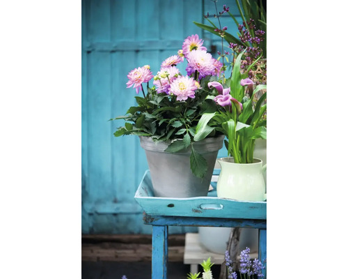 Arrangement mit Dahlien in einem Topf auf einem Tisch