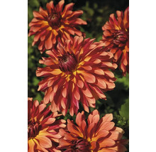 Nahaufnahme mehrerer Dahlienblüten im Garten