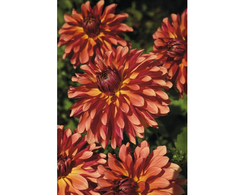 Nahaufnahme mehrerer Dahlienblüten im Garten