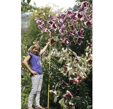 Lilienbaum mit Mädchen und Zollstock im Garten