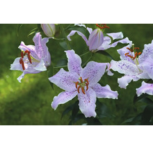 Nahaufnahme von Lilienblüten mit Punktmuster