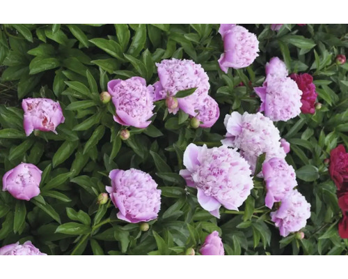 Nahaufnahme von rosa und roten Pfingstrosen im Gartenbeet