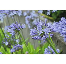 Gros plan d''agapanthes bleues dans le jardin