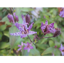 Nahaufnahme einer blühenden Krötenlilie mit violetten Blütenblättern und geflecktem Muster.