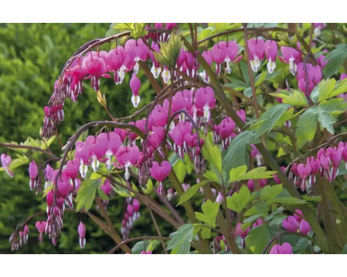 Tränendes Herz Pflanze mit herzförmigen Blüten