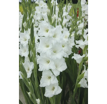 Weisse Gladiole im Gartenbeet