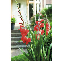 Gladiole mit roten Blüten im Garten