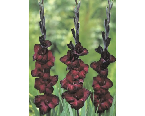 Drei Gladiolen im Gartenbeet mit auffälligen Blütenständen.