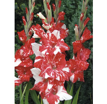 Gladiolenblüten mit roten und weißen Blütenblättern