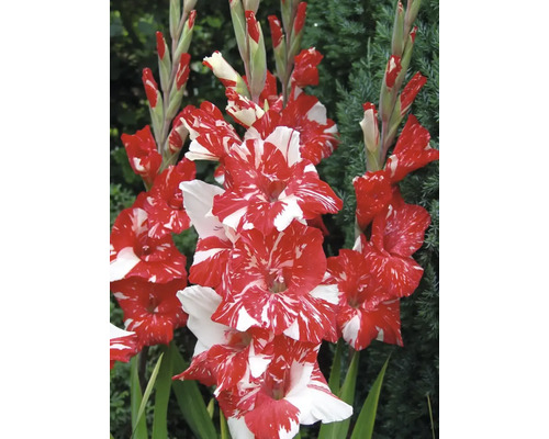 Gladiolenblüten mit roten und weißen Blütenblättern