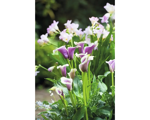 Nahaufnahme von lila Calla-Lilien und weißen Freesien im Garten.