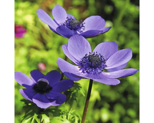 Drei blaue Anemonenblüten im Garten