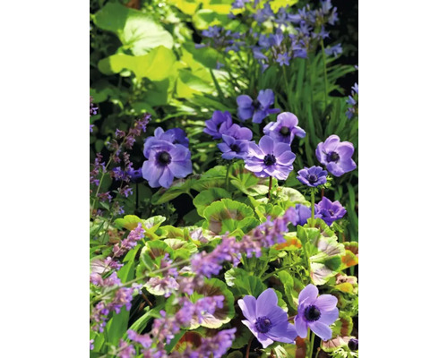 Nahaufnahme von blühenden Anemonen im Garten