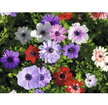 Nahaufnahme von Anemonenblüten in verschiedenen Farben im Garten.