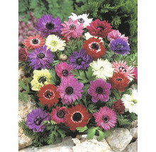 Verschiedenfarbige Anemonenblüten in einem Gartenbeet
