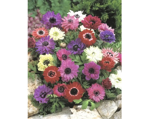 Verschiedenfarbige Anemonenblüten in einem Gartenbeet