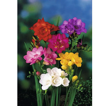 Mehrfarbige Freesienblüten mit grünen Stielen