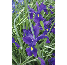 Nahaufnahme von blühenden Schwertlilien im Garten