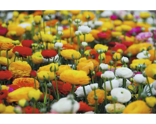 Blumenfeld mit verschiedenen Ranunkeln