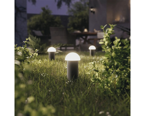 Mehrere Pilzleuchten im Garten