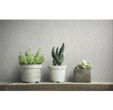 Drei Sukkulenten in Töpfen auf einem Holzregal