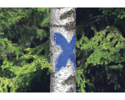 Birkenstamm mit blauem Kreuzzeichen