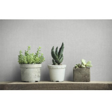 Drei Zimmerpflanzen in Töpfen auf einem Holzregal.