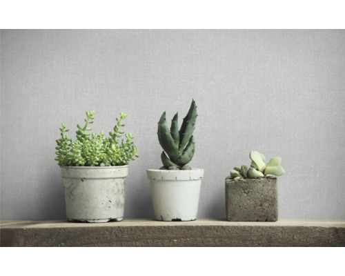 Drei Zimmerpflanzen in Töpfen auf einem Holzregal.