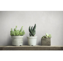 Drei Sukkulenten in Töpfen auf einem Regal