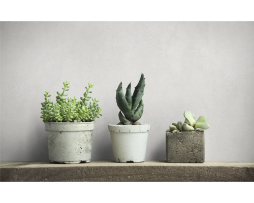 Drei Sukkulenten in Töpfen auf einem Regal