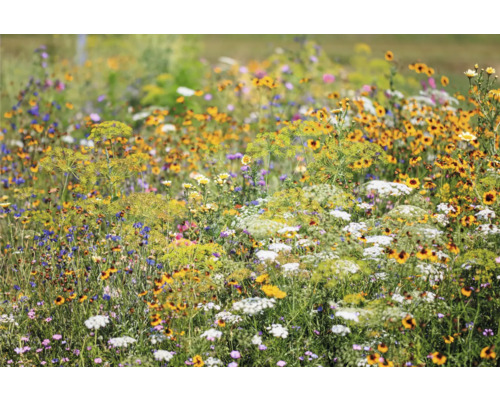 Prairie de fleurs sauvages en fleurs avec différentes espèces de fleurs