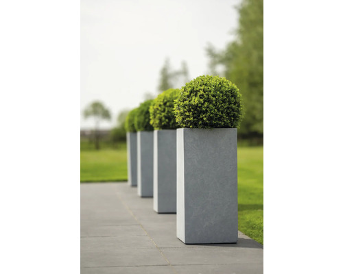 Reihe von grauen Pflanzkübeln mit runden Buchsbäumen auf einer Terrasse