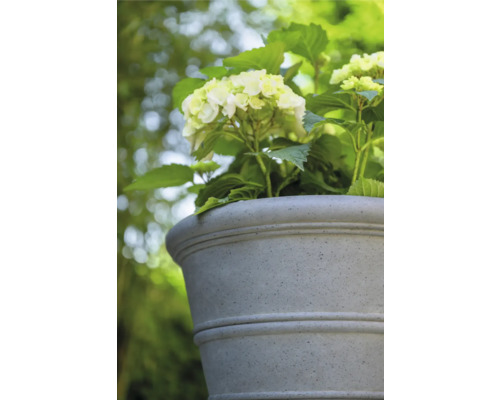 Hortensie in grauem Pflanzgefäß