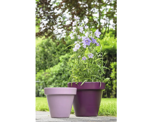 Blumen in Töpfen für den Garten