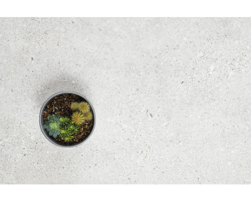 Vue de dessus d''un mélange de cactus dans un pot