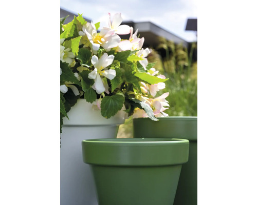 Bégonias dans des pots de fleurs dans le jardin