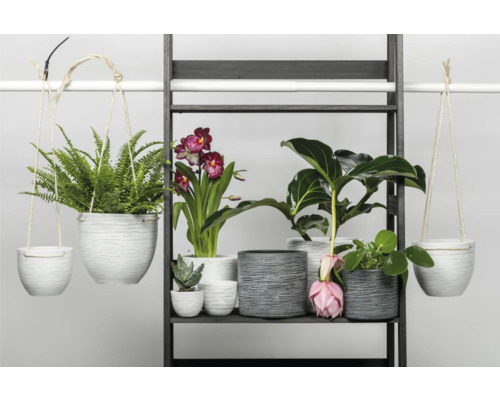 Étagère à plantes avec différentes plantes d''intérieur dans des pots assortis